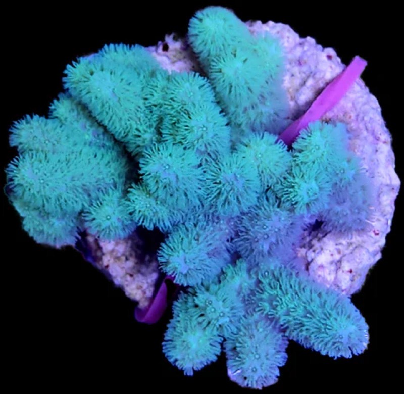 Lobed Leather Coral