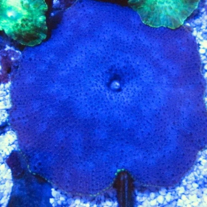Blueberry Pie Mushroom