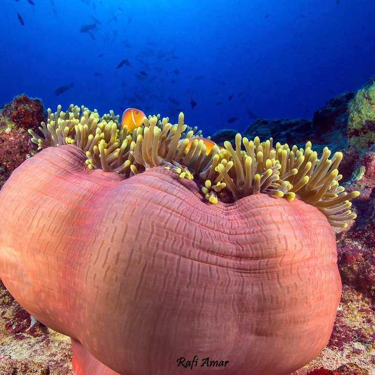Magnificent Anemone