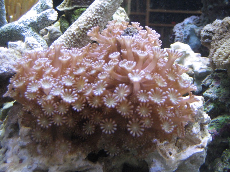 Net Star Coral