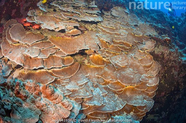 Plate and Pillar Coral