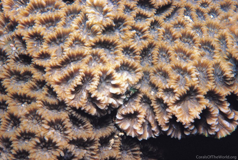 Russell's Star Coral