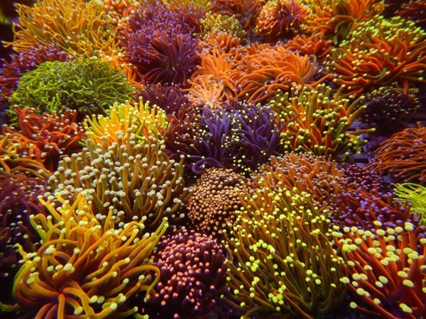 Dana's Torch Coral