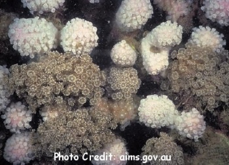 Pandora Flowerpot Coral
