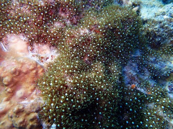 Violet Finger Coral