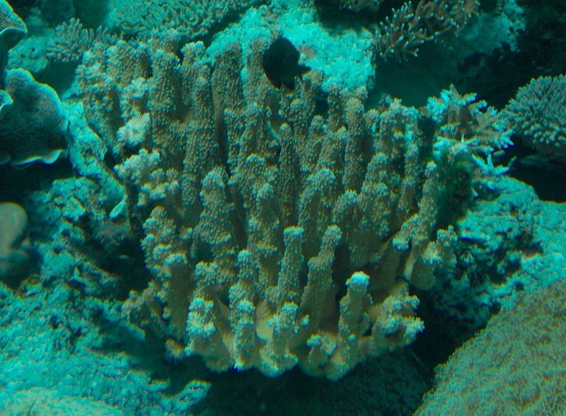 Antler Coral