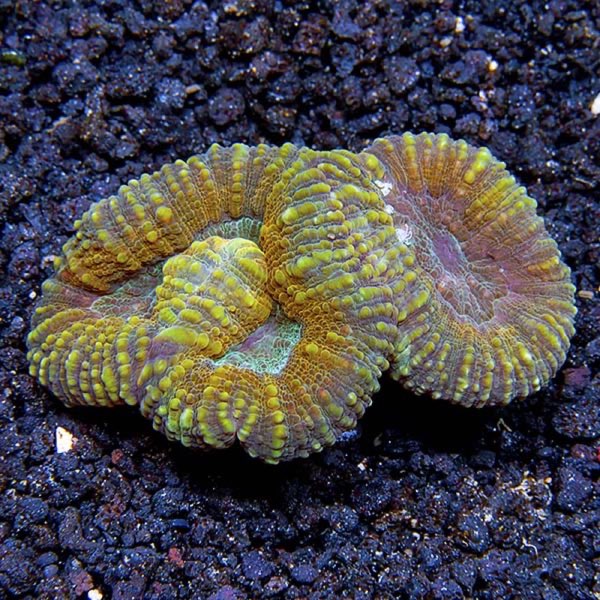 Fijian Brain Coral