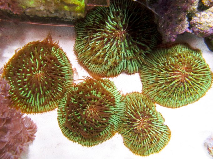 Common Disc Coral