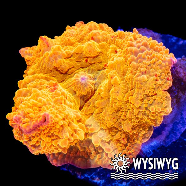 Jawbreaker Mushroom