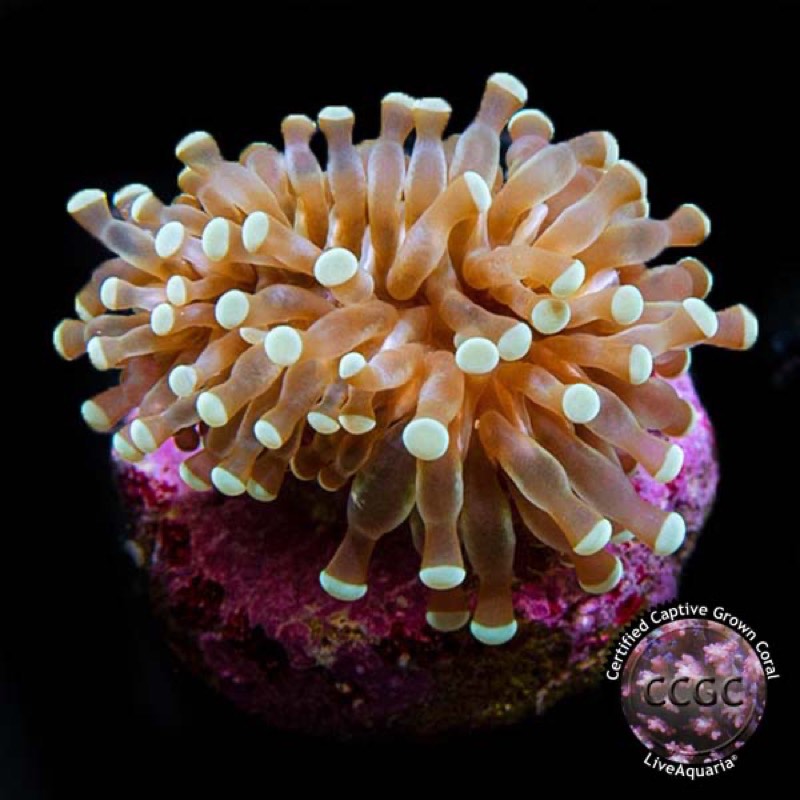 Grape Coral