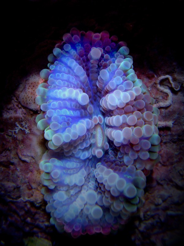 Purple Ricordea Yuma