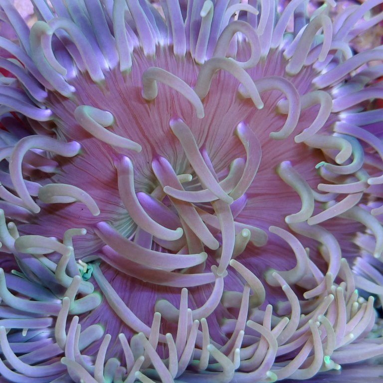 Long Tentacle Anemone