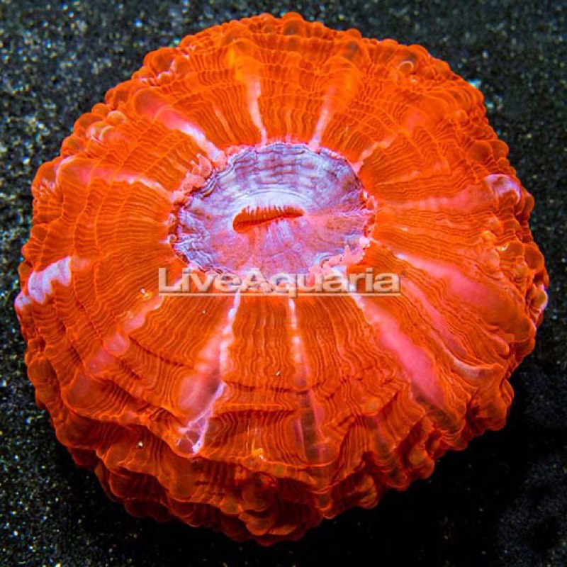 Makassar Button Coral