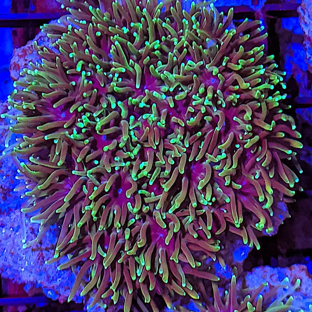 Galaxea Coral