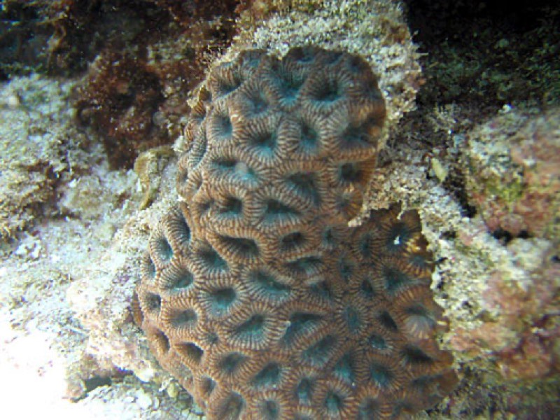 Flattened Star Coral