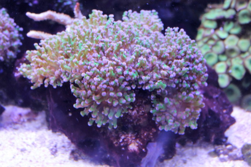 Frogspawn Coral