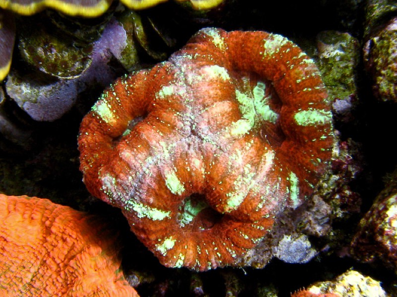 Pacific Micromussa