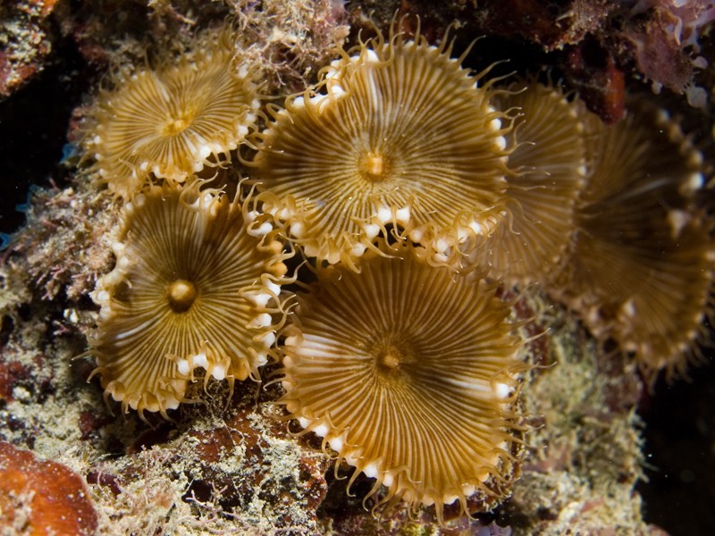 Grandis Palythoa