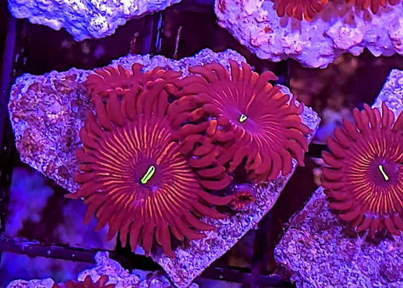 Red People Eater