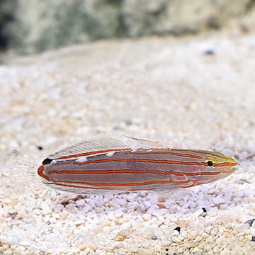 Rainford's Goby