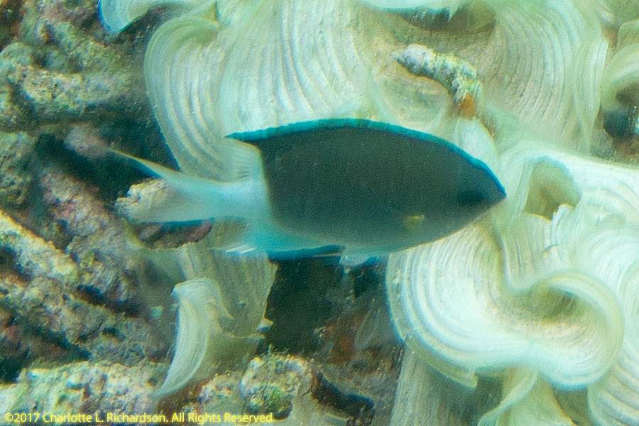 Pearl-Fin Chromis