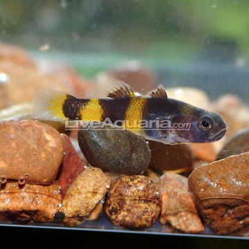Blue-Banded Goby