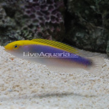 Lightning Maroon Clownfish
