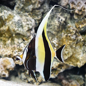 Moorish Idol