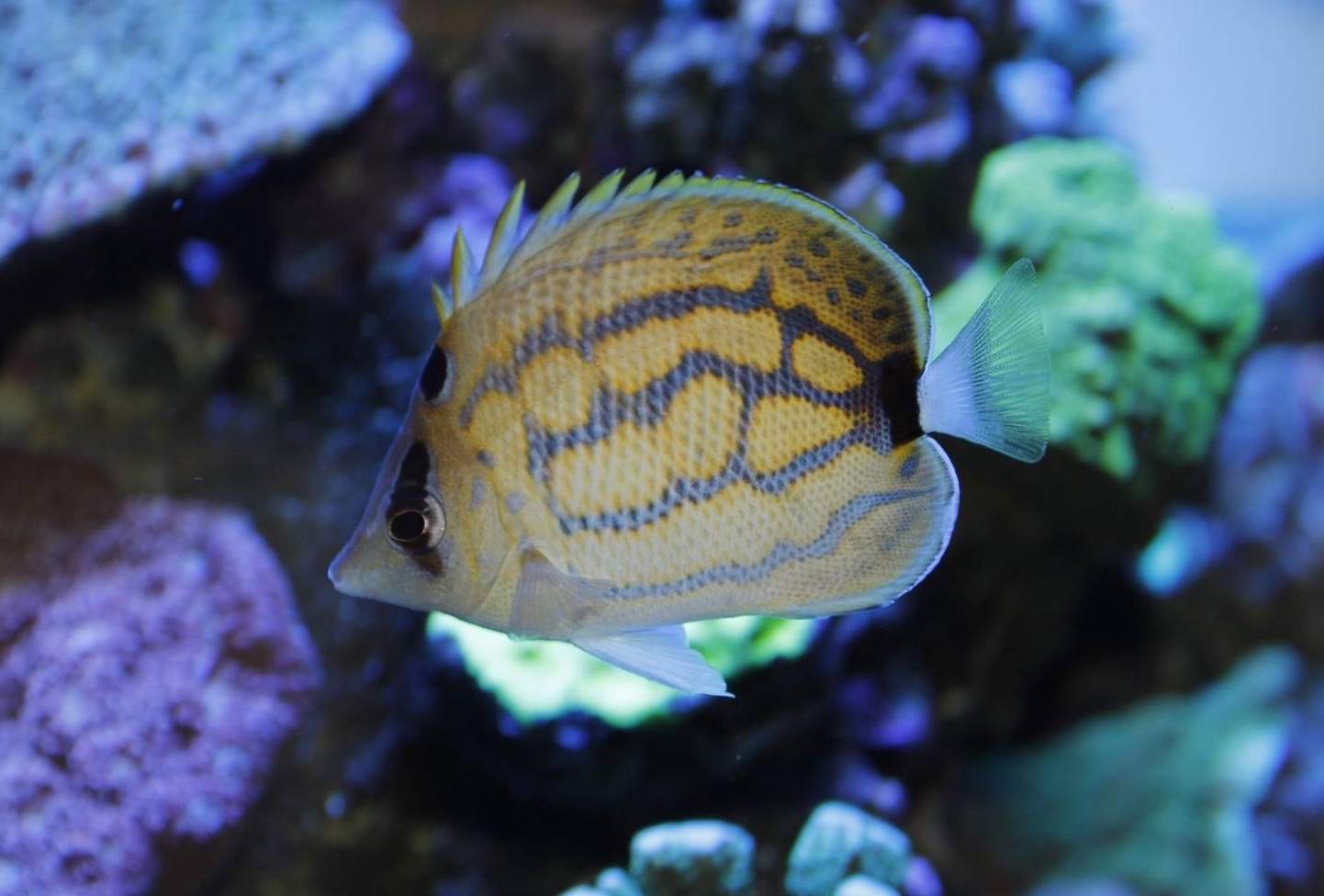 Bluestriped Butterflyfish