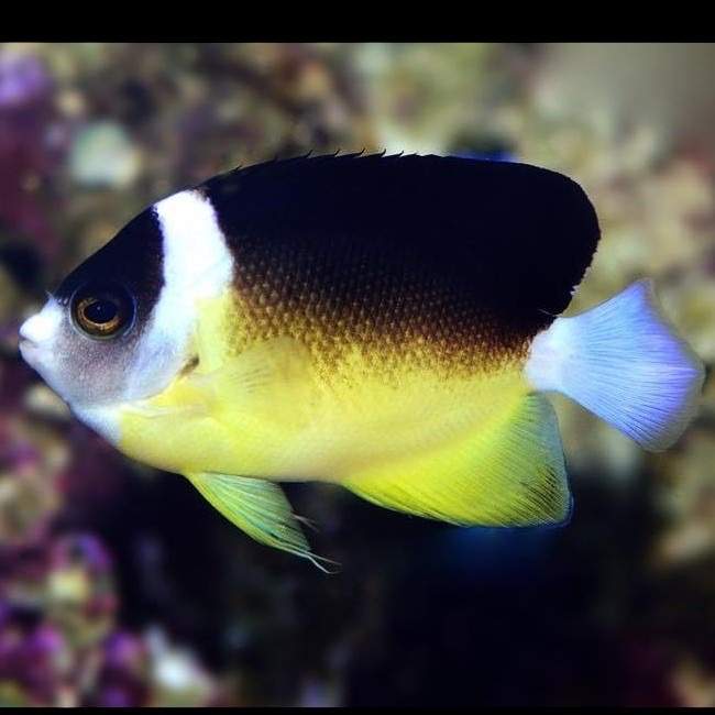 Yellow-Banded Angelfish