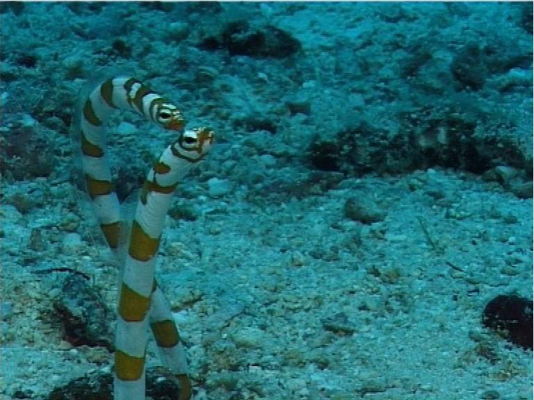 Magnificent Garden Eel