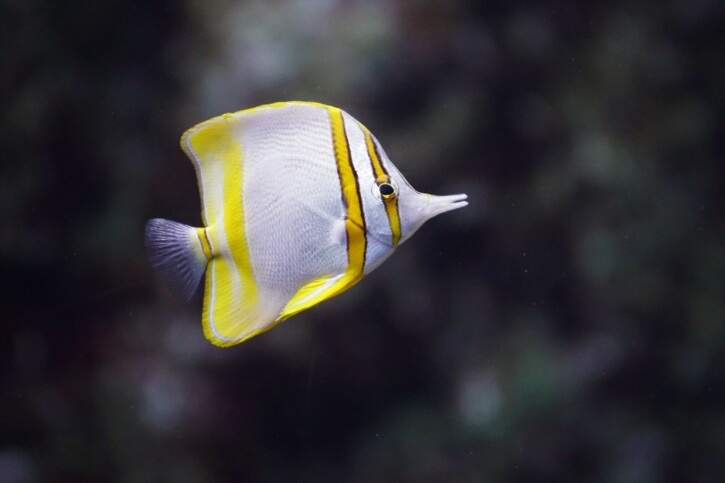 Margined Coralfish