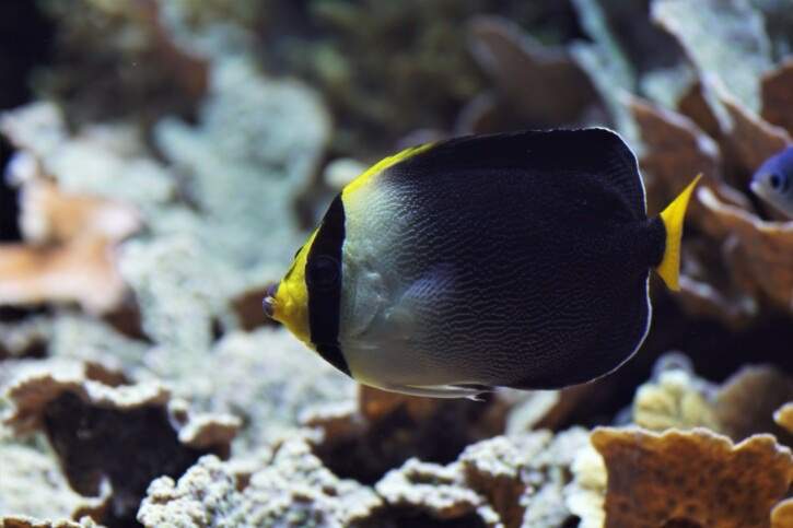 Singapore Angelfish