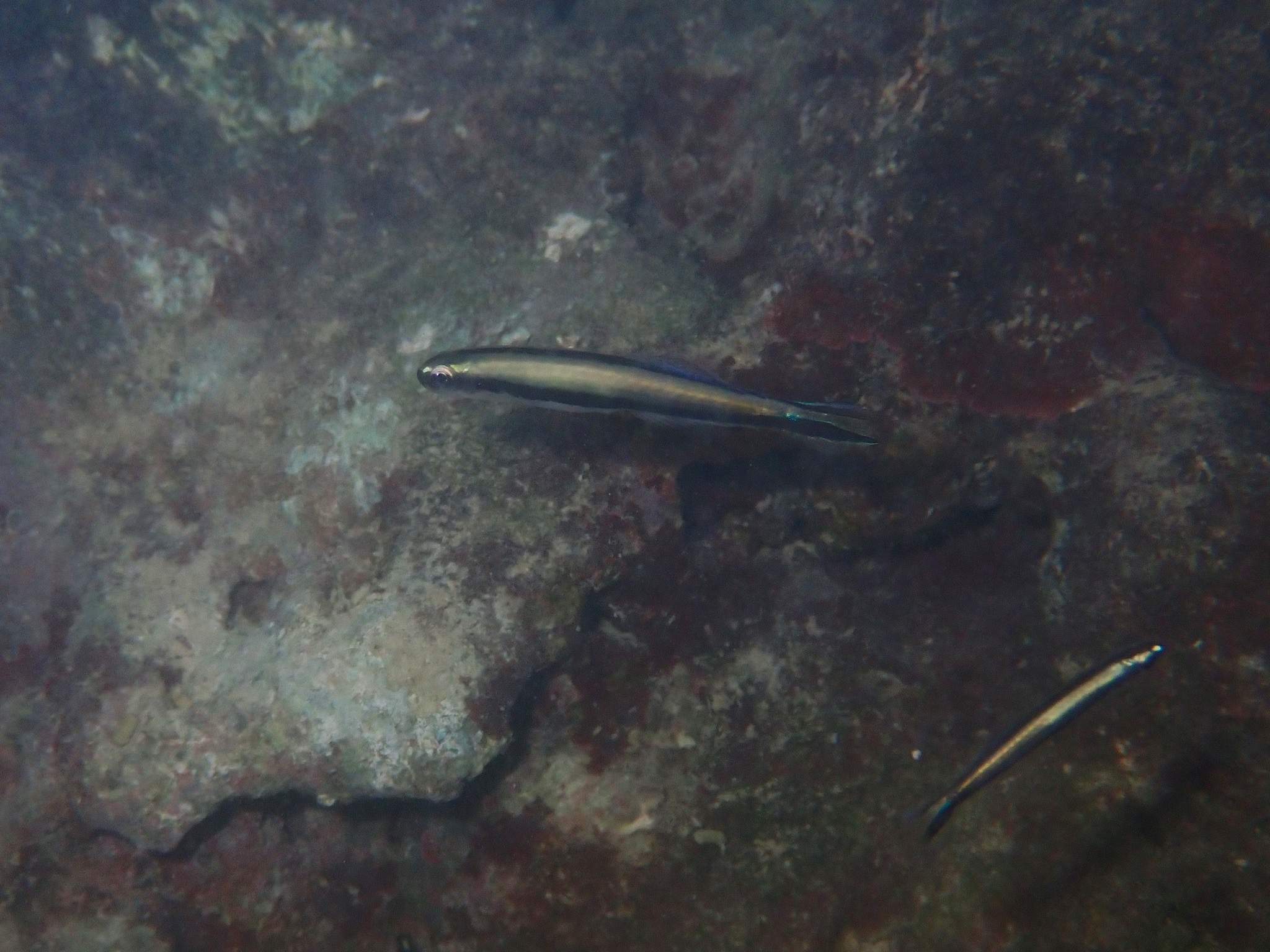 Beautiful Dartfish