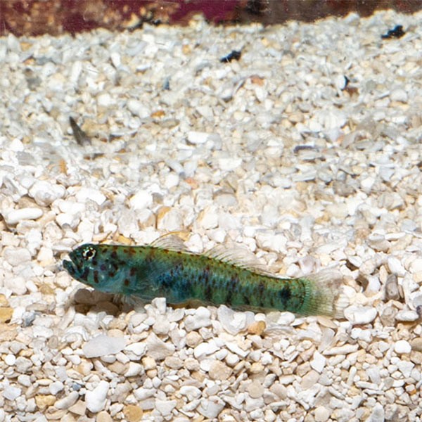 Greenband Goby
