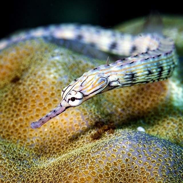 Red-Finned Pipefish