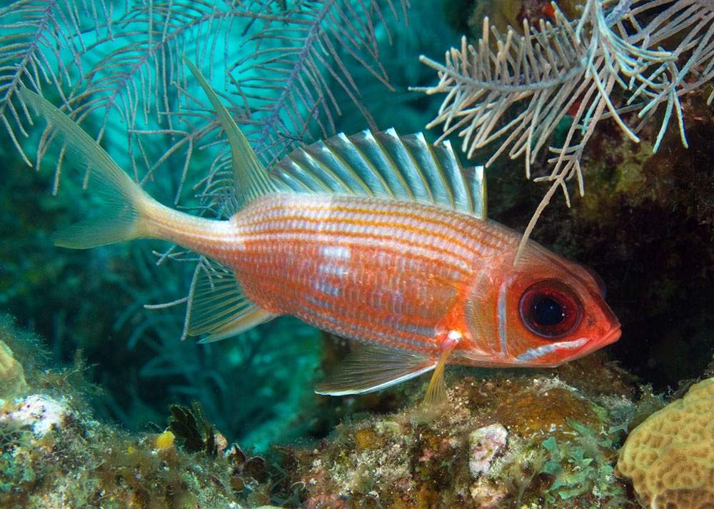 Tailspot Squirrelfish
