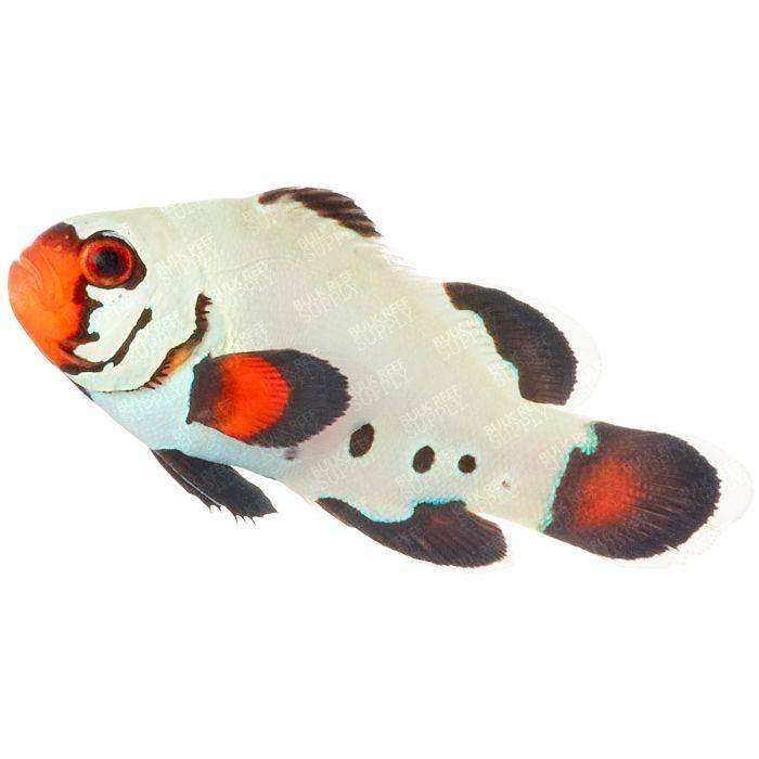 Frostbite Clownfish