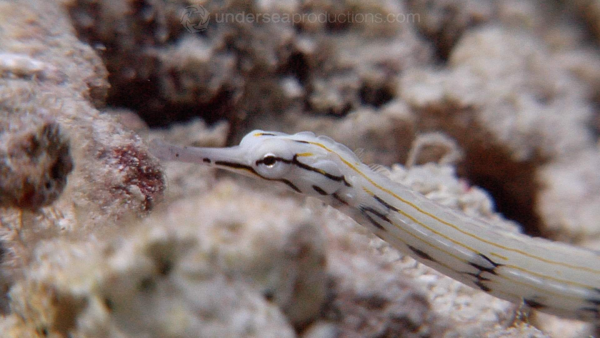 Network Pipefish
