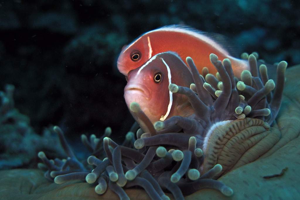 Barrier Reef Clownfish