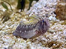 Highfin Blenny