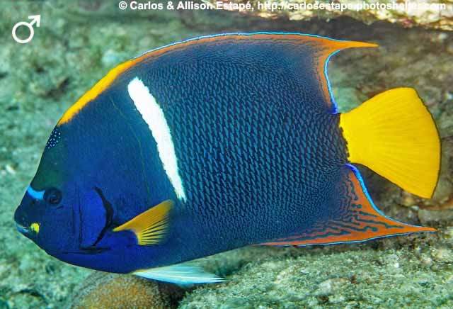 King Angelfish