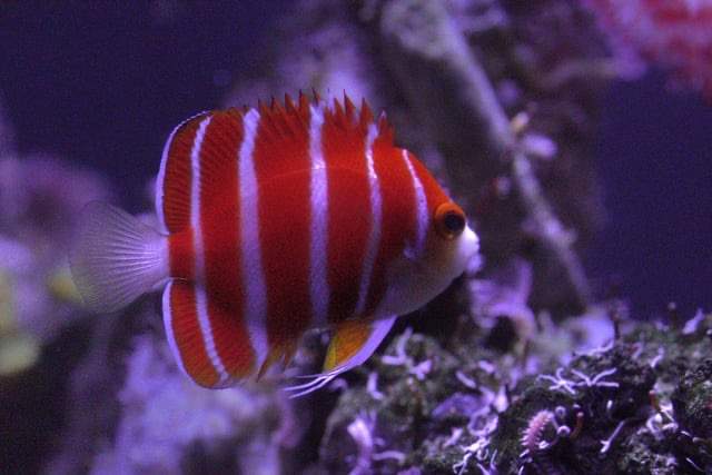 Boyle's Angelfish