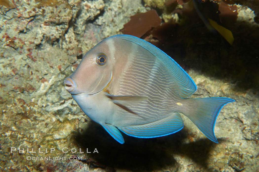 Atlantic Blue Tang