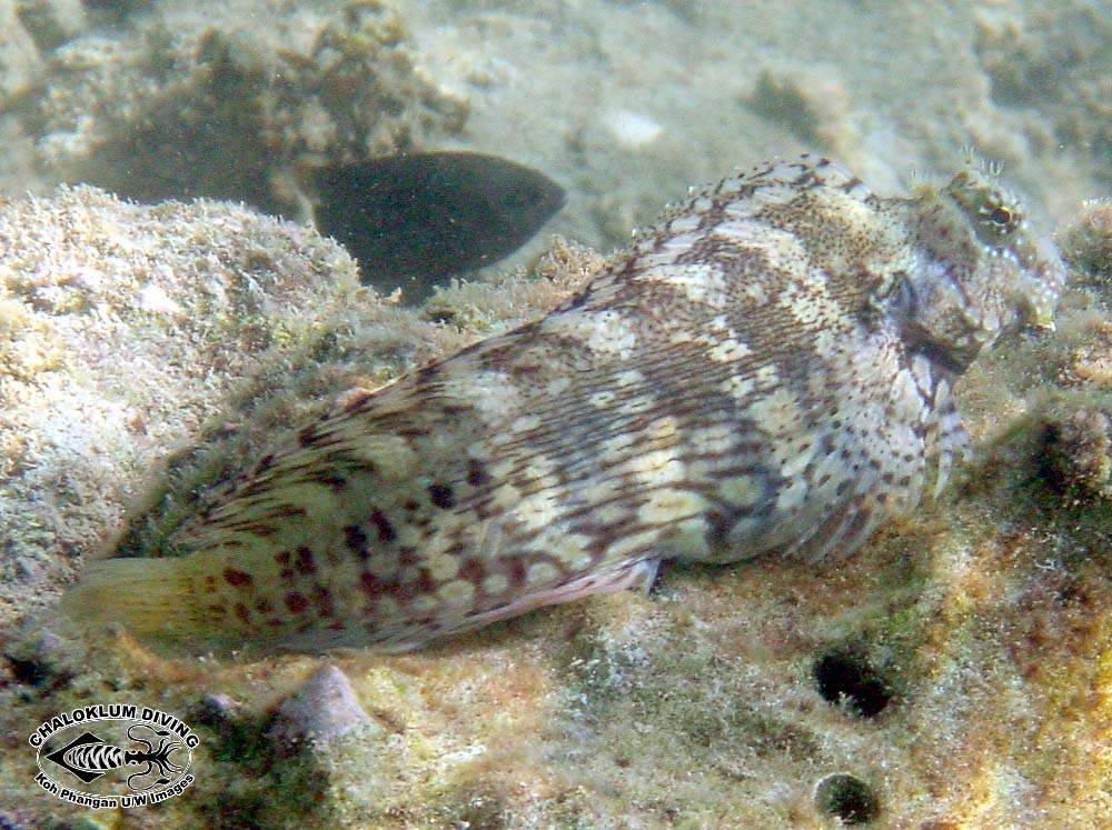 Rippled Rockskipper