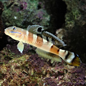 Yellow Watchman Goby