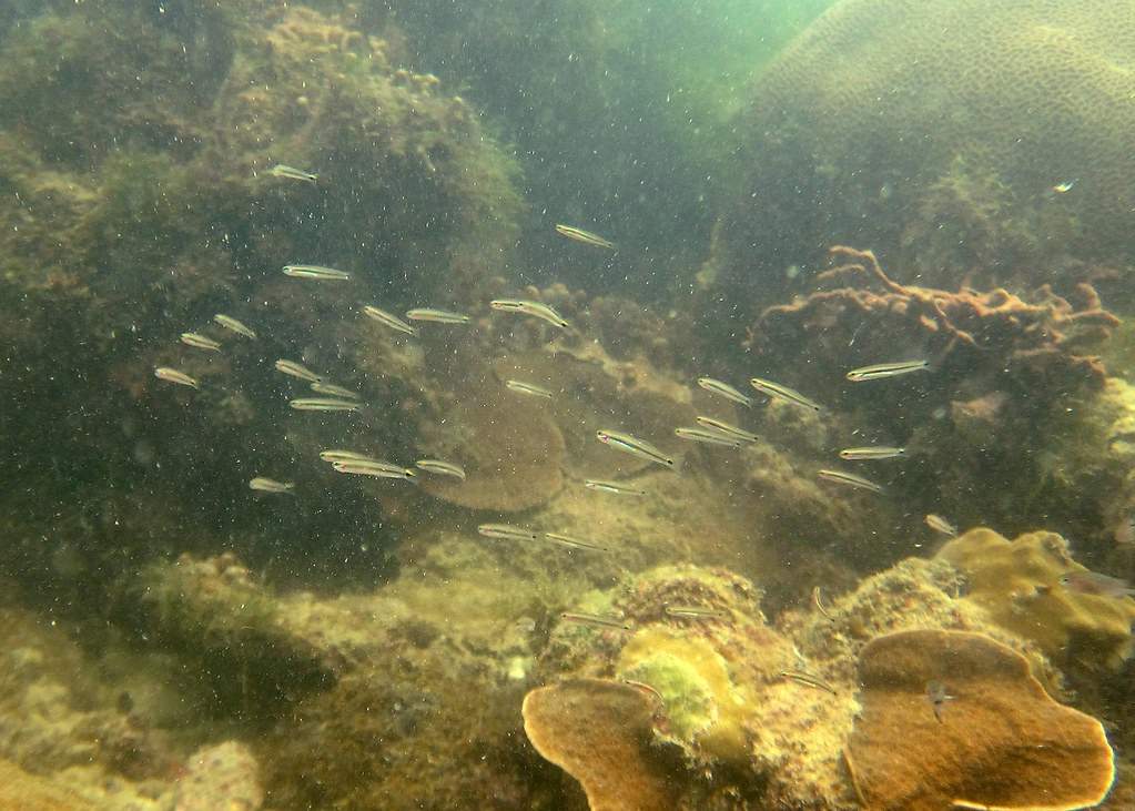 Philippine Dartfish