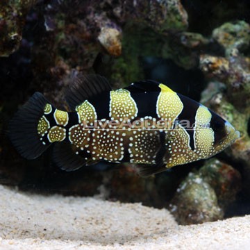 Blacktip Grouper