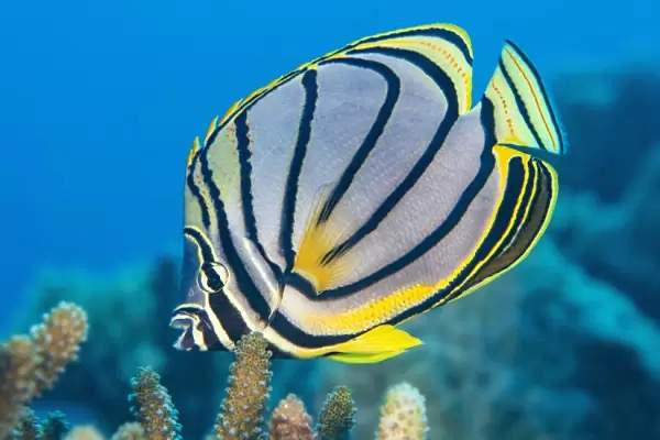 Meyer's Butterflyfish