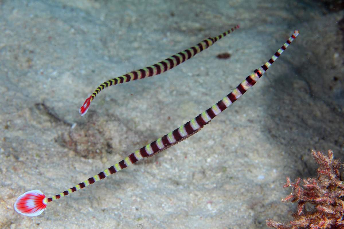 Banded Pipefish